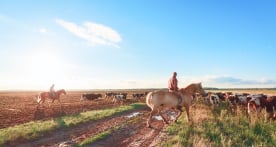 Rancher on a horse moving cows across a field